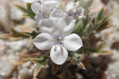 Langloisia setosissima setosissima