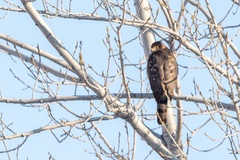 Accipiter
