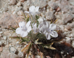 Langloisia setosissima setosissima