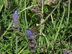Leptotes trigemmatus