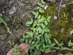 Pellaea andromedifolia