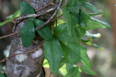 Boquila trifoliolata