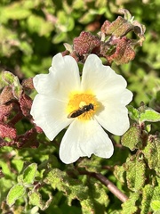Cistus salviifolius