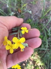 Physaria gracilis