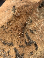 Pheidole navigans