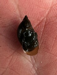 Pseudosuccinea columella