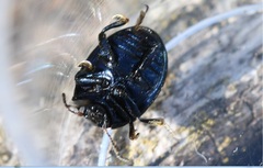 Chrysolina haemoptera