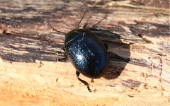 Chrysolina haemoptera