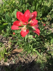 Castilleja indivisa