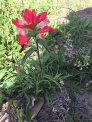 Castilleja indivisa