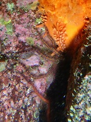 Ophiothrix spiculata