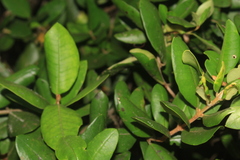 Myrceugenia planipes