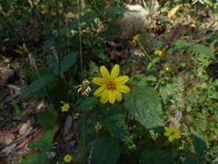 Wedelia urticaefolia