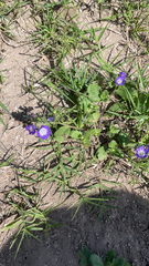 Phacelia patuliflora