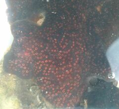 Distaplia bermudensis