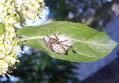 Alpaida alticeps