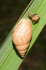 Bulimulus