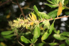 Escallonia pulverulenta