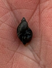 Pseudosuccinea columella