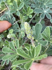 Lupinus subcarnosus