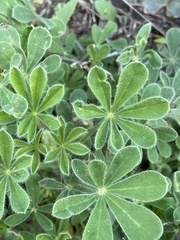 Lupinus subcarnosus