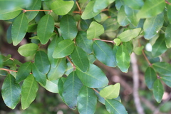 Myrceugenia planipes