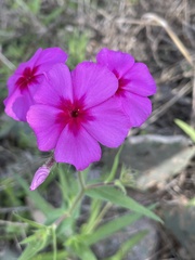Phlox drummondii