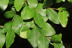 Myrceugenia planipes