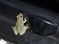 Scinax nasicus