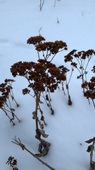 Hylotelephium telephium