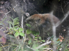 Clethrionomys gapperi