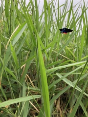 Cyanopepla submacula