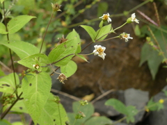 Wedelia urticaefolia