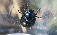 Chrysolina haemoptera
