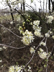 Prunus rivularis
