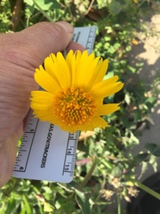 Amblyolepis setigera