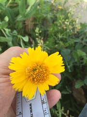 Amblyolepis setigera