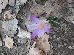 Crocus biflorus