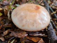 Amanita novinupta