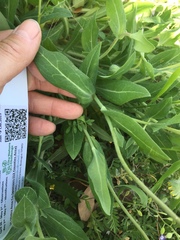 Amblyolepis setigera