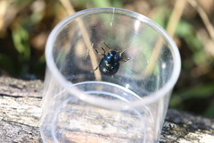 Chrysolina haemoptera