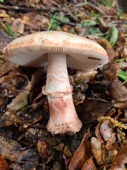 Amanita novinupta