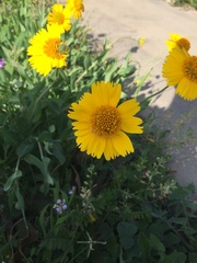 Amblyolepis setigera