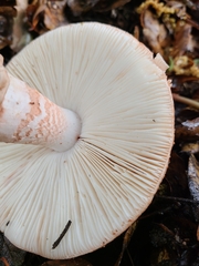 Amanita novinupta