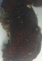 Distaplia bermudensis