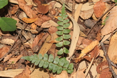Blechnum