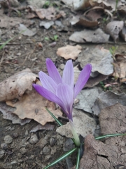 Crocus biflorus
