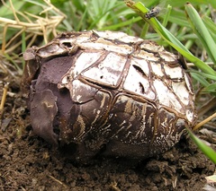 Calvatia cyathiformis