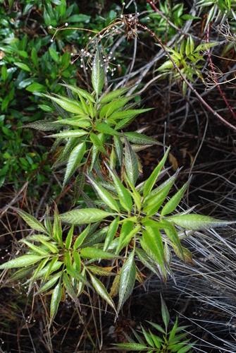 Bidens micrantha ssp. kalealaha