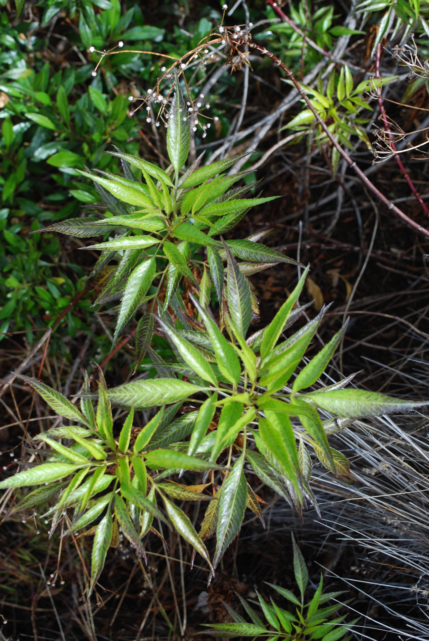 Bidens micrantha ssp. kalealaha